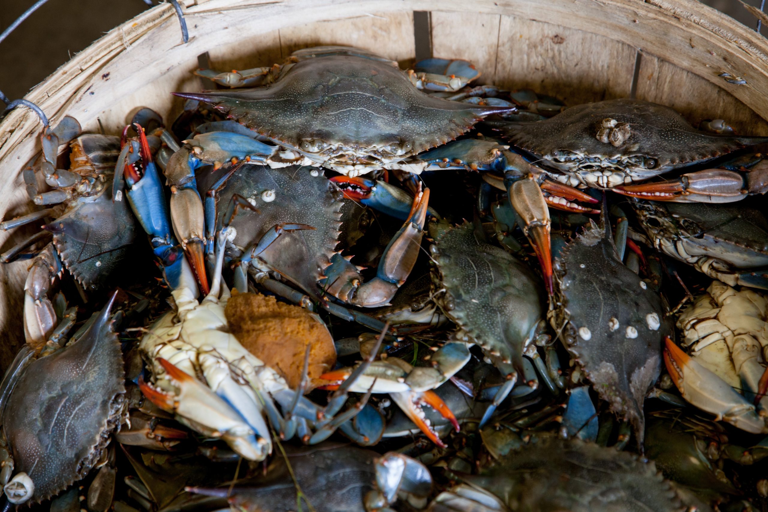 Blue Crab Festival and Other Events This Spring in Myrtle Beach